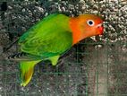African Love Bird