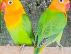 African Love Bird