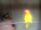African Love Bird