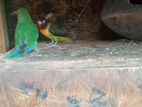 African Love Bird