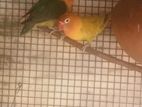 African Love Bird