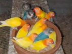 African Love Bird