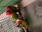 African Love Birds