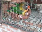 African Love Bird