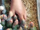 African Love Bird Chicks