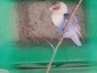 African love bird male