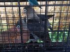 African Love Bird Pair