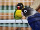 african love bird pair with cage .