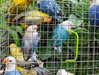 African Love Birds