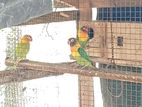 African Love Birds with Cage