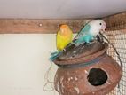 African Love Birds Breeding Pairs