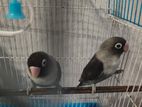 African love birds breeding pair