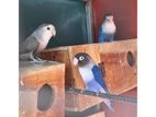 African Love Birds