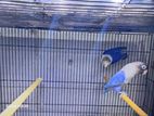 African Love Birds Breeding Pairs