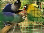 African Love Birds