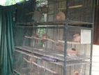 African Love Birds Cage