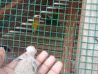 African Love Birds Chick