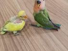 African Love Birds Chick's