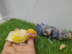 African Love Birds Chicks