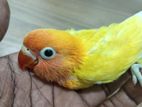 African Love Birds Chicks