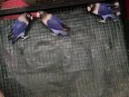African Love Birds DV