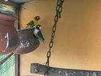 African Love Birds