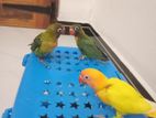 African Love Birds