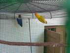 African Love Birds