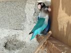 African Love Birds