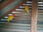 African love birds