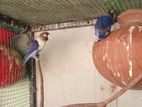 African Love Birds