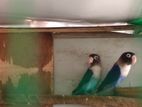African Love Birds