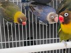 African Love Birds