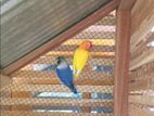 African Love Birds