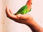 African Love Birds