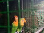 African Love Birds