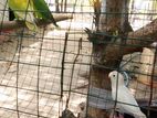 African Love Birds