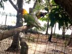 African Love Birds
