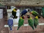 African Love Birds