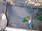 African Love Birds