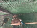 African Love Birds