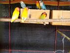 African Love Birds