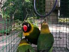 African love birds