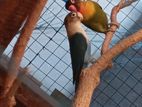 African Love Birds