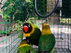 African Love Birds