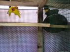 African Love Birds