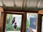 African Love Birds
