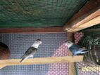 African love birds