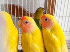 African Love Birds