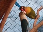African Love Birds